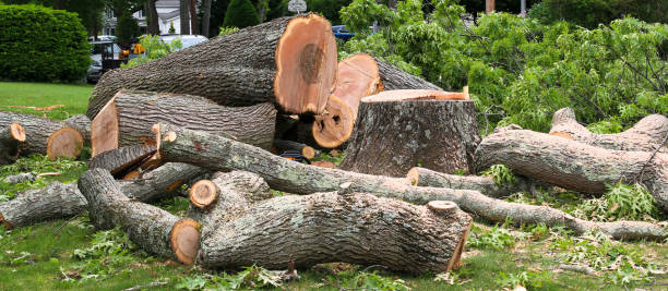 Trusted Talty, TX Tree Services Experts