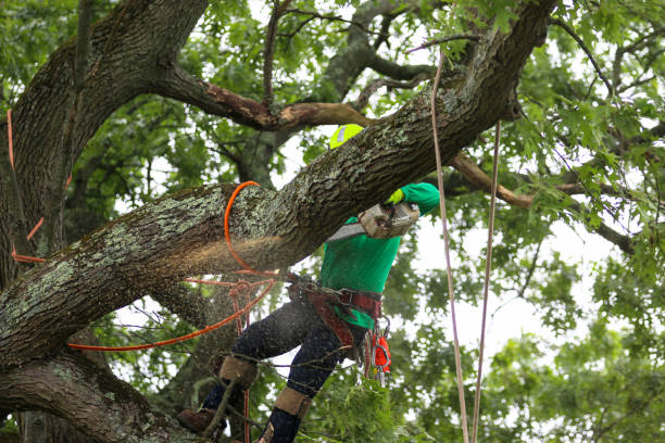 Best Landscape Design and Installation  in Talty, TX