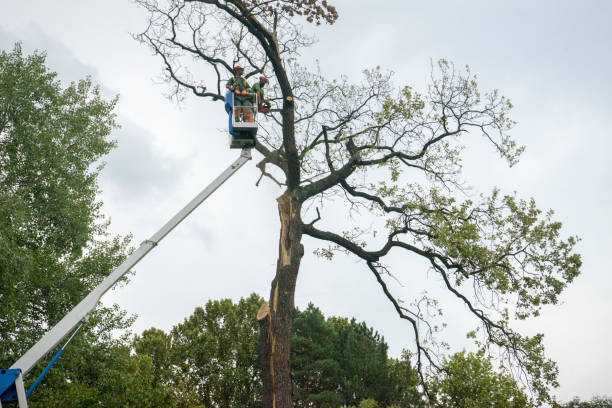 Mulching Services in Talty, TX